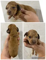 Light red hidden dapple, a female Dachshund and Miniature Dachshund for sale in Cuba, MO – 1 of 1