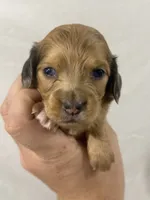 Light red hidden dapple blue eyes, a female Dachshund and Miniature Dachshund for sale in Cuba, MO – 1 of 5