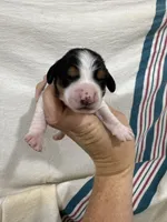 Tri Color Piebald, a male Dachshund for sale in Cuba, MO – 3 of 3