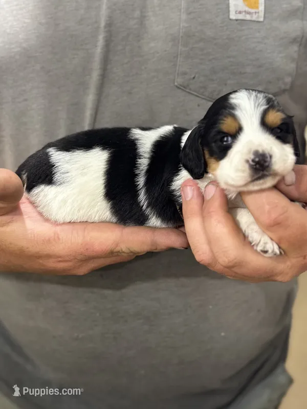 Tri Color Piebald – Dachshund puppy for sale in Cuba, MO