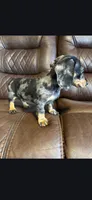 Male Blue Dapple , a male Dachshund for sale in Cuba, MO – Photo 4 of 5