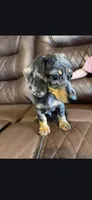Male Blue Dapple , a male Dachshund for sale in Cuba, MO – Photo 2 of 5