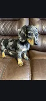 Male Blue Dapple , a male Dachshund for sale in Cuba, MO – Photo 5 of 5
