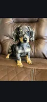 Male Blue Dapple , a male Dachshund for sale in Cuba, MO – Photo 1 of 5
