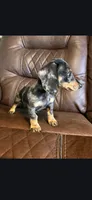 Male Blue Dapple , a male Dachshund for sale in Cuba, MO – Photo 3 of 5