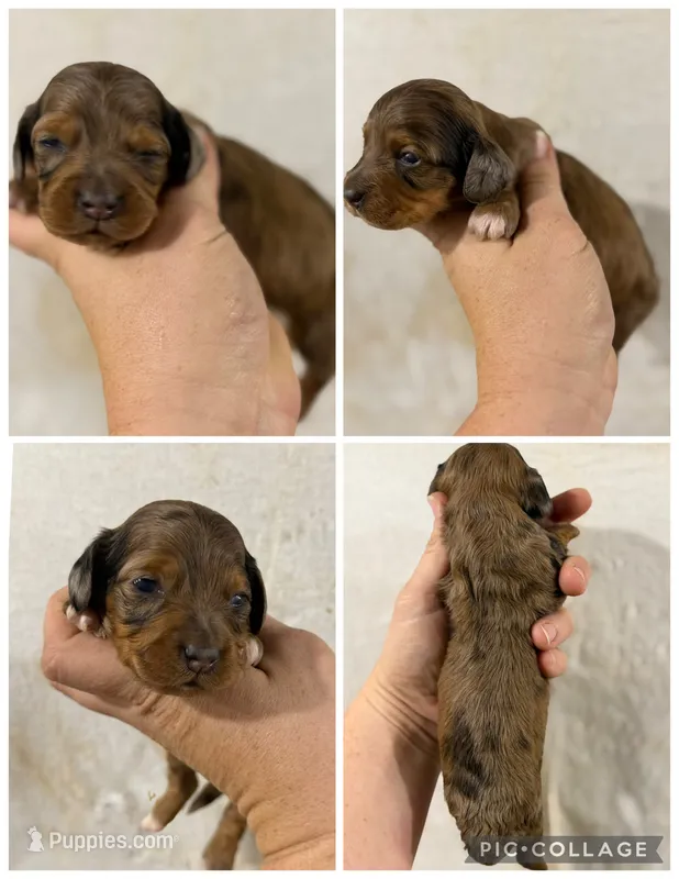Dapple white feet – Dachshund, Miniature Dachshund puppy for sale in Cuba, MO