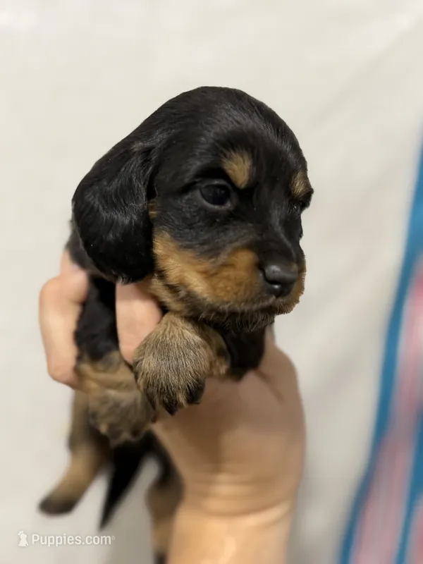 Black /Tan Girl – Dachshund, Miniature Dachshund puppy for sale in Cuba, MO