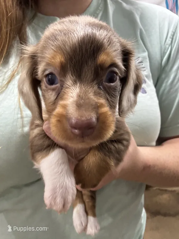 Piebald Chocolate Dapple – Dachshund, Miniature Dachshund puppy for sale in Cuba, MO