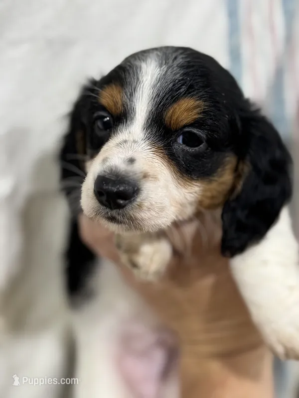 Tri Color Piebald – Dachshund puppy for sale in Cuba, MO