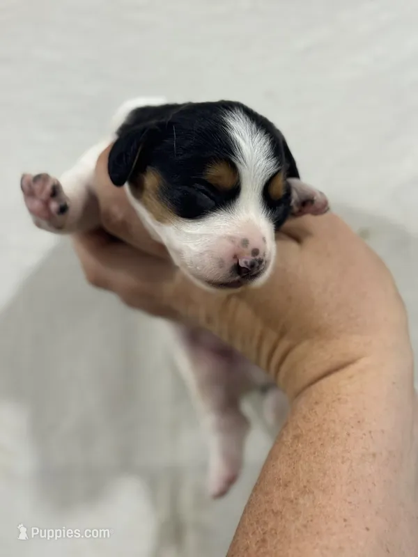 Tri Color Piebald – Dachshund puppy for sale in Cuba, MO