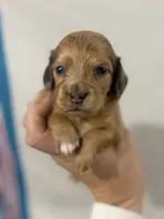 Light red hidden dapple blue eyes, a female Dachshund and Miniature Dachshund for sale in Cuba, MO – 3 of 5