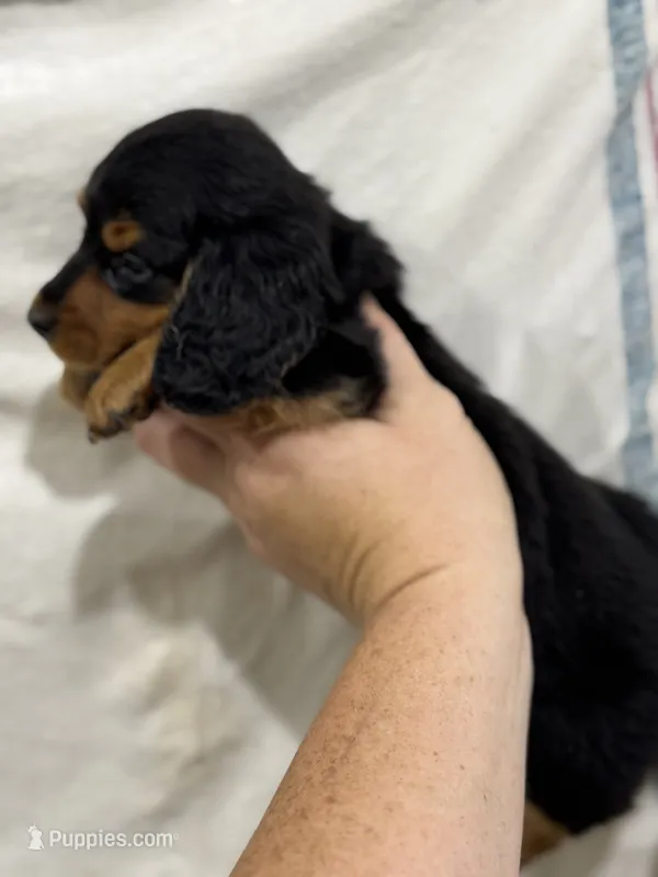 Black & Tan – Dachshund puppy for sale in Cuba, MO