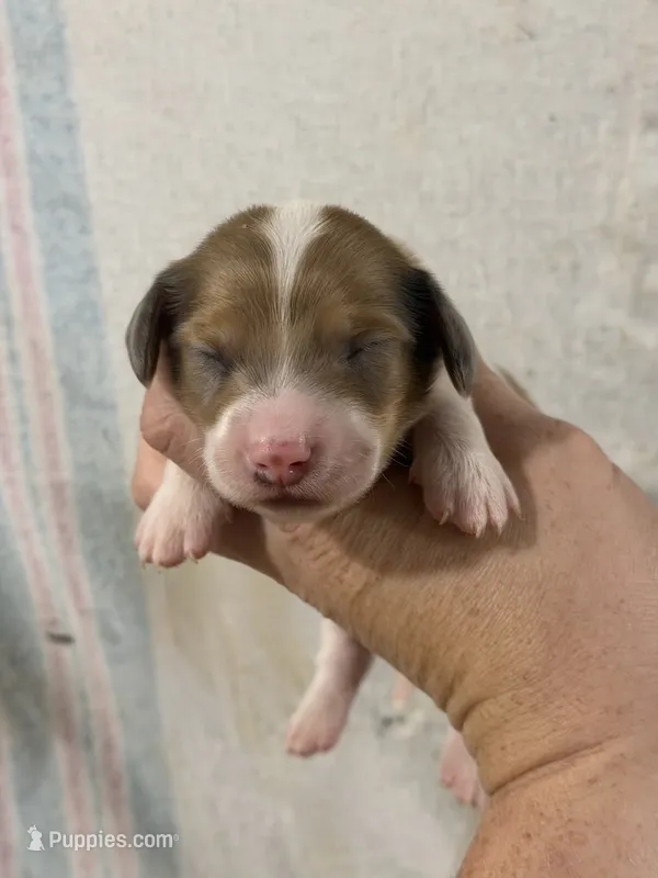 Piebald Male – Dachshund, Miniature Dachshund puppy for sale in Cuba, MO