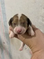 Piebald Male, a male Dachshund and Miniature Dachshund for sale in Cuba, MO – 1 of 3