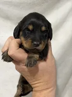 Black /Tan Girl, a female Dachshund and Miniature Dachshund for sale in Cuba, MO – 1 of 3