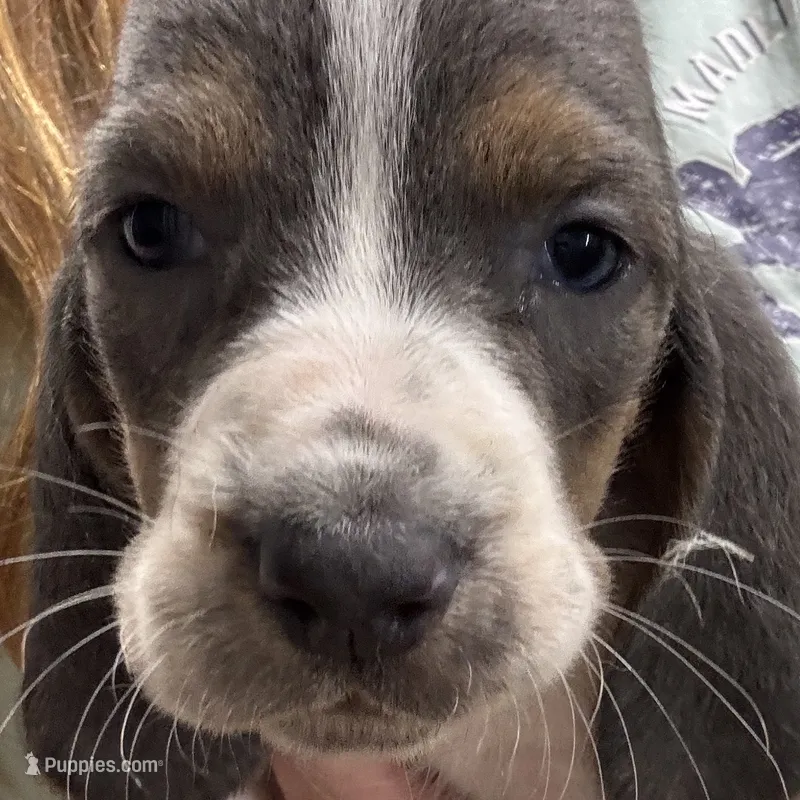 Blue Boy  – Basset Hound puppy for sale in Cuba, MO