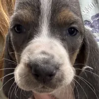 Blue Boy , a male Basset Hound for sale in Cuba, MO – 1 of 3