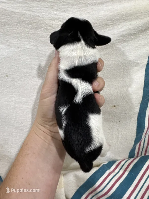Tri Color Piebald – Dachshund puppy for sale in Cuba, MO