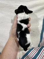 Tri Color Piebald, a male Dachshund for sale in Cuba, MO – 1 of 3