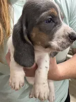 Blue Boy , a male Basset Hound for sale in Cuba, MO – 2 of 3