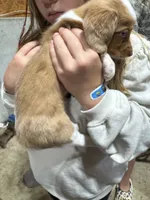 Red Piebald Dapple, a female Dachshund for sale in Cuba, MO – 4 of 5