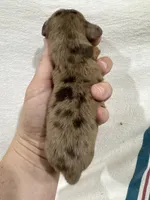 Dapple Long Hair, a male Dachshund for sale in Cuba, MO – 2 of 3
