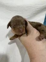 Dapple Long Hair, a male Dachshund for sale in Cuba, MO – 3 of 3