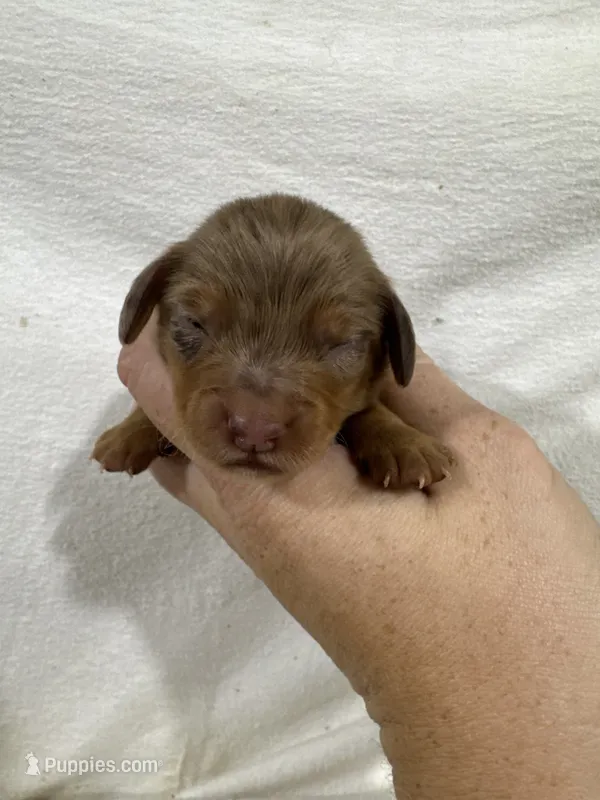 Dapple Long Hair – Dachshund puppy for sale in Cuba, MO