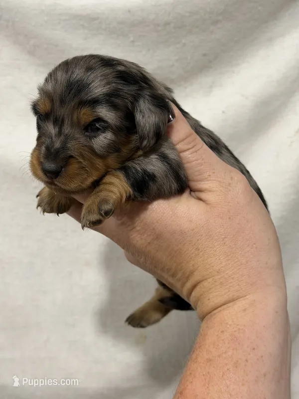 Blue Dapple Girl – Dachshund, Miniature Dachshund puppy for sale in Cuba, MO