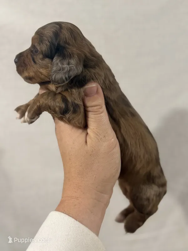 Dapple white feet – Dachshund, Miniature Dachshund puppy for sale in Cuba, MO