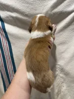 Red Piebald Dapple, a female Dachshund for sale in Cuba, MO – 2 of 5