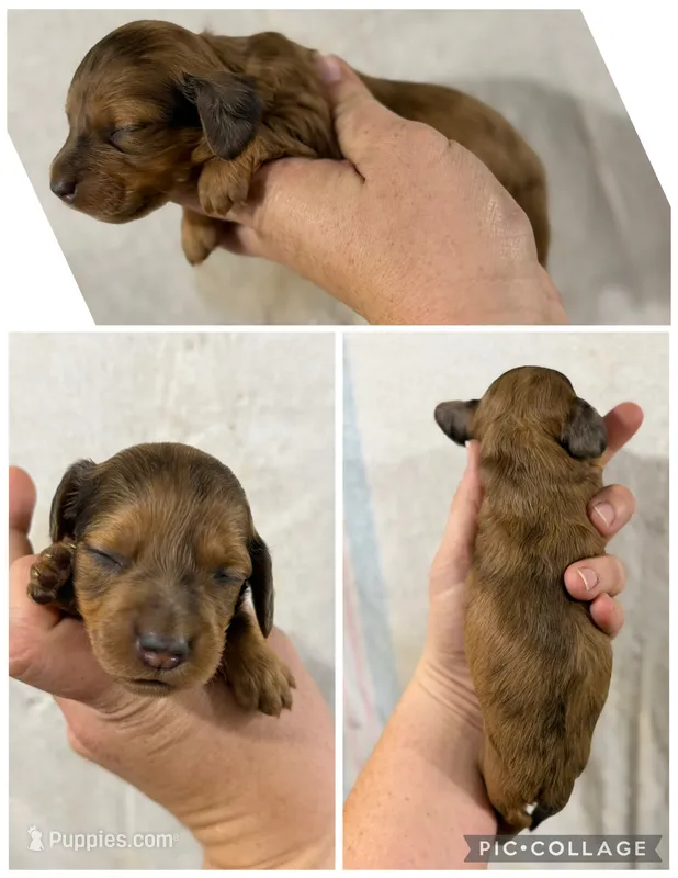 Dapple girl – Dachshund, Miniature Dachshund puppy for sale in Cuba, MO