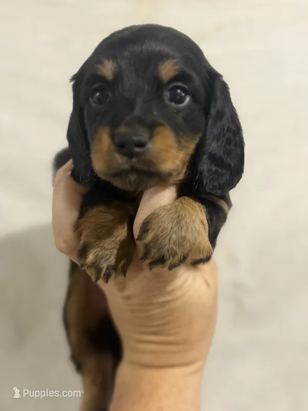 Black /Tan Girl – Dachshund, Miniature Dachshund puppy for sale in Cuba, MO