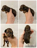 Dark Sable Hidden Dapple, a female Dachshund and Miniature Dachshund for sale in Cuba, MO – 1 of 1