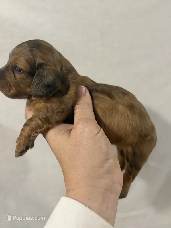 Hidden Dapple girl – Dachshund, Miniature Dachshund puppy for sale in Cuba, MO