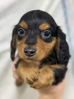 Black & Tan, a male Dachshund for sale in Cuba, MO – 2 of 2