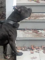 King, a male American Pit Bull Terrier for sale in Chevy Chase, MD – 2 of 9