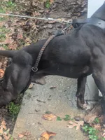 King, a male American Pit Bull Terrier for sale in Chevy Chase, MD – 6 of 9