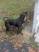 King, a male American Pit Bull Terrier for sale in Chevy Chase, MD – 8 of 9