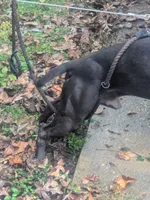 King, a male American Pit Bull Terrier for sale in Chevy Chase, MD – 7 of 9
