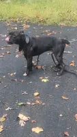 King, a male American Pit Bull Terrier for sale in Chevy Chase, MD – 5 of 9