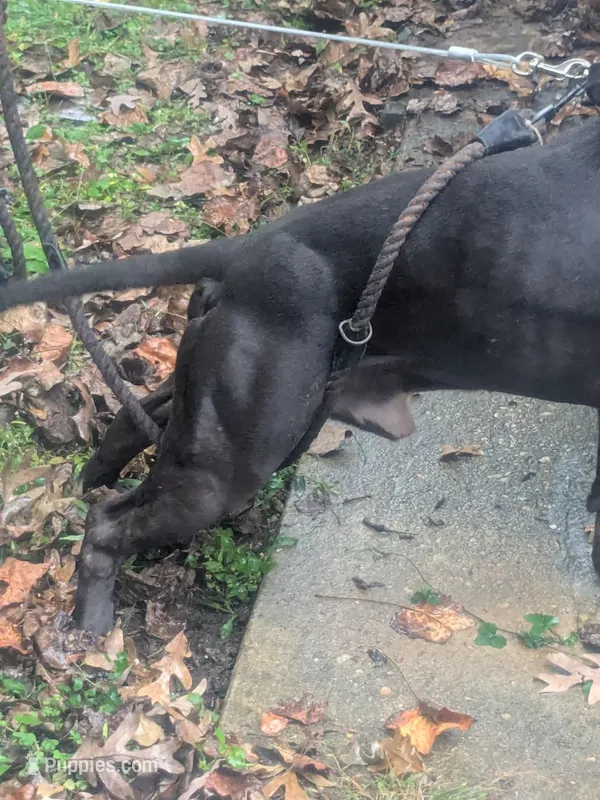King – American Pit Bull Terrier puppy for sale in Chevy Chase, MD