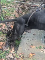 King, a male American Pit Bull Terrier for sale in Chevy Chase, MD – 1 of 9