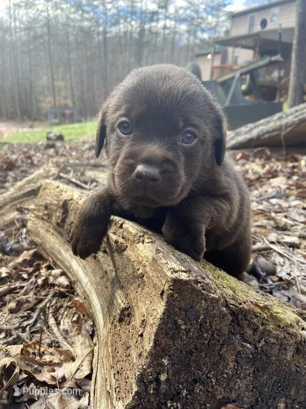 AKC English lab Chocolate male  – Labrador Retriever puppy for sale in Danville, VA