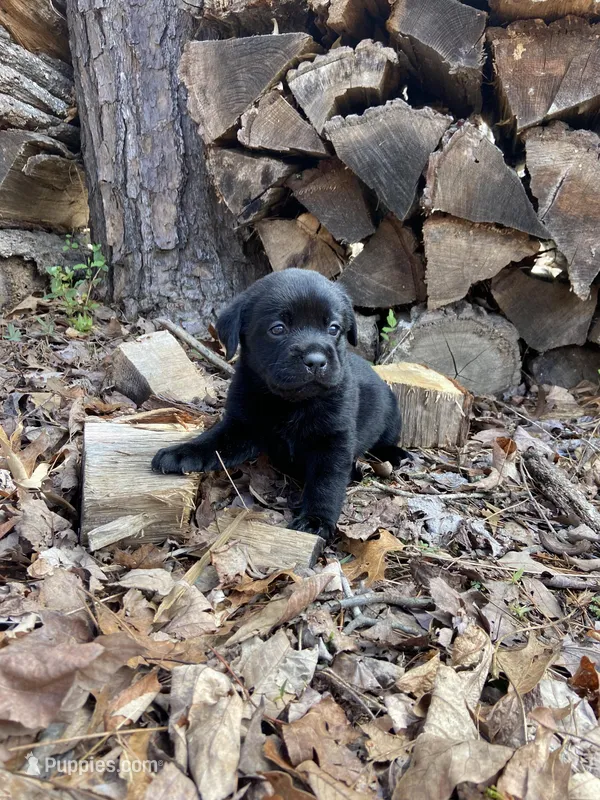 AKC English lab, black female  – Labrador Retriever puppy for sale in Danville, VA