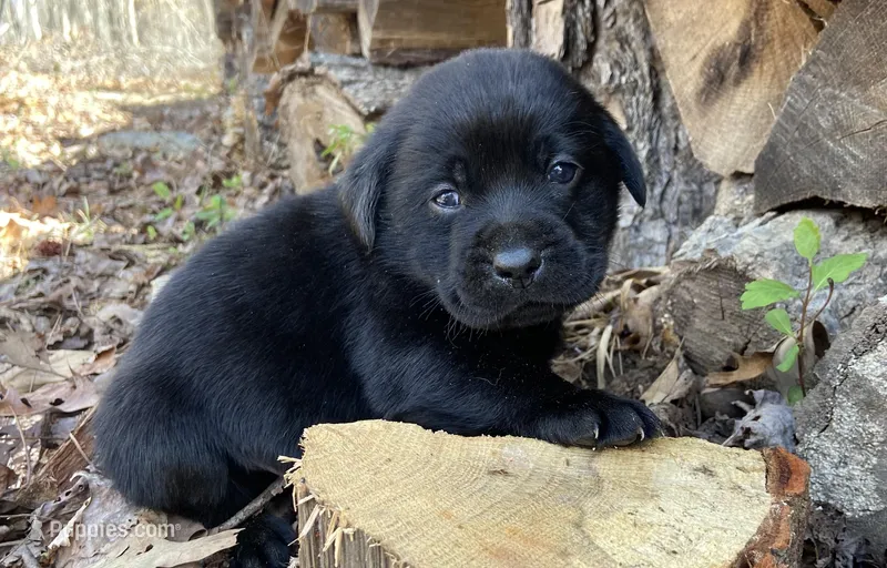 Black male AKC English lab  – Labrador Retriever puppy for sale in Danville, VA
