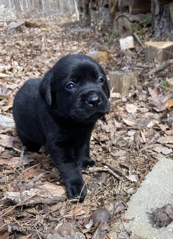 AKC English lab, Black female  – Labrador Retriever puppy for sale in Danville, VA
