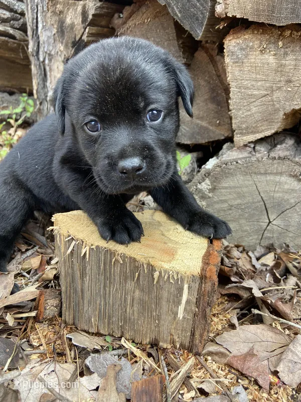 AKC English lab, black female  – Labrador Retriever puppy for sale in Danville, VA