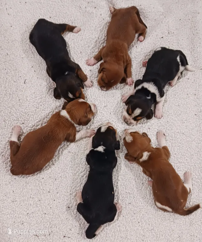 Litter 1 – Basset Hound puppy for sale in Stuart, OK