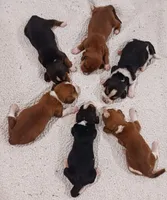Litter 1, a male Basset Hound for sale in Stuart, OK – 1 of 1